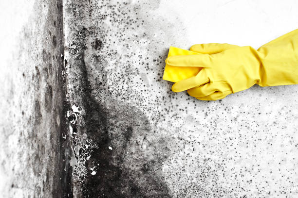 Best Mold Remediation  in Norwood, NJ