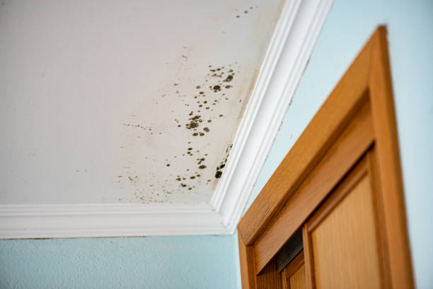 Best Commercial Mold Removal  in Norwood, NJ