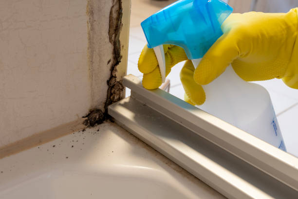 Best Attic Mold Removal  in Norwood, NJ