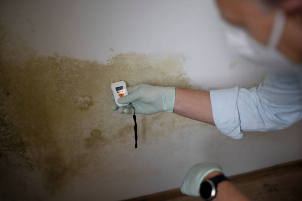 Professional Mold Removal in Norwood, NJ