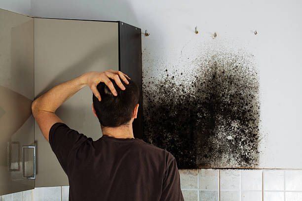 Best Local Mold Removal Service  in Norwood, NJ