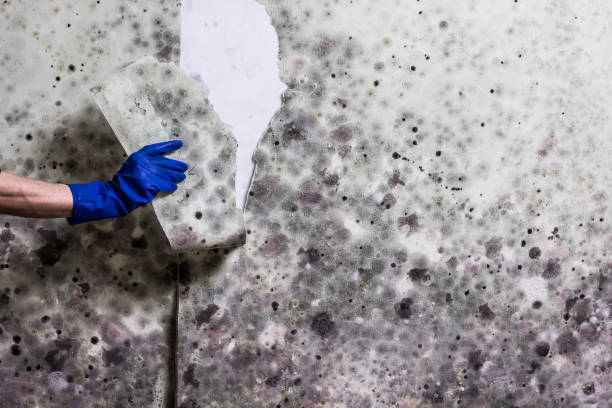 Attic Mold Removal in Norwood, NJ
