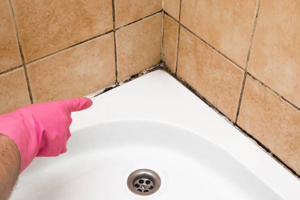Best Mold Testing  in Norwood, NJ