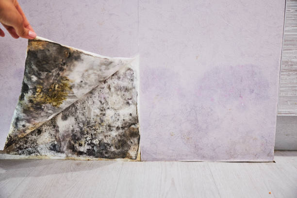 Best Best Mold Removal Companies  in Norwood, NJ